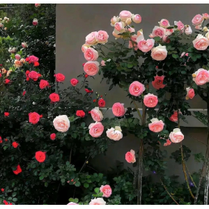 人的潜能无限大， 安于现状，你将逐步被淘汰， 逼自己一把，才能突破自我。